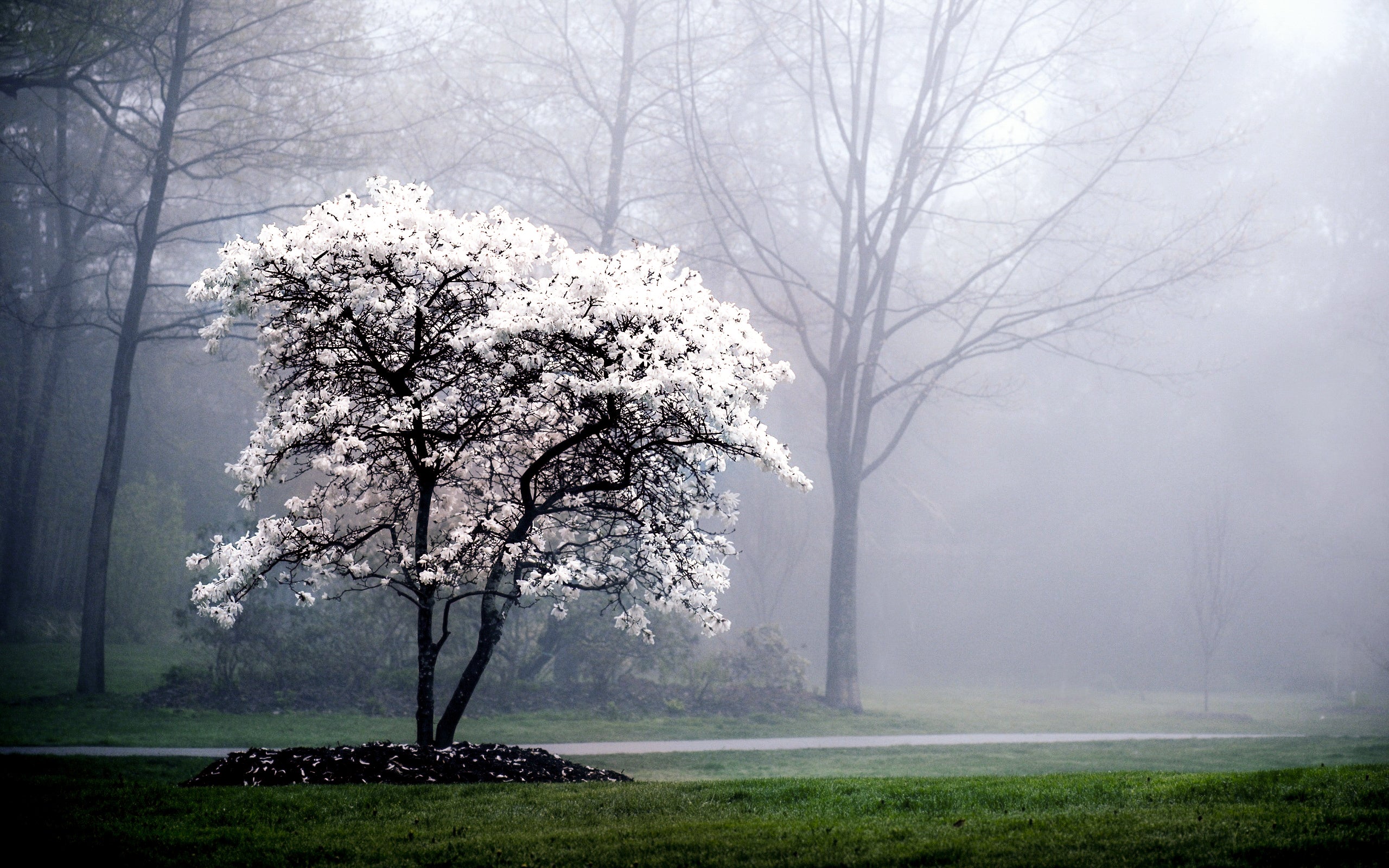 Printed glass kitchen splashback #3038