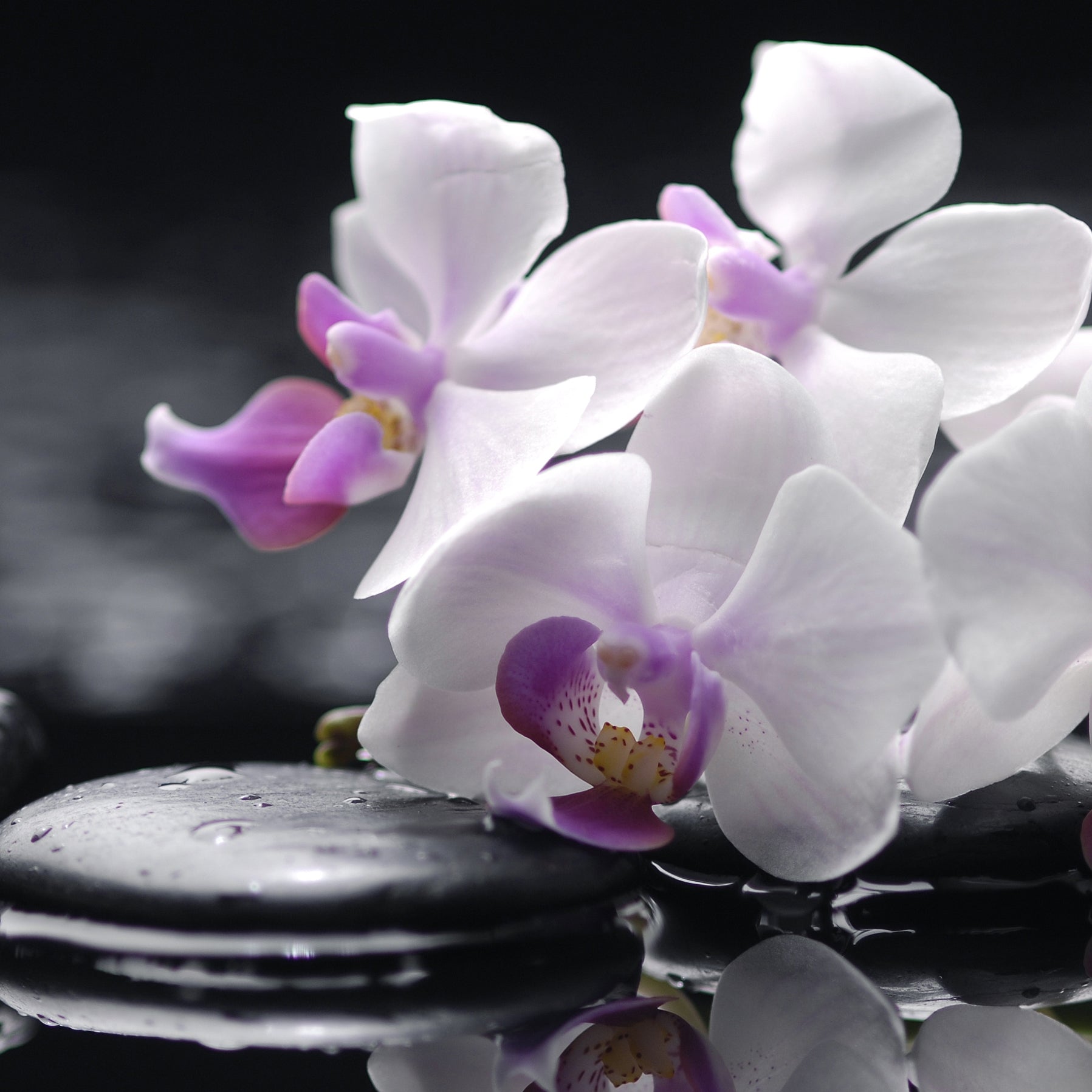 Printed glass for kitchen cladding, ORCHID model